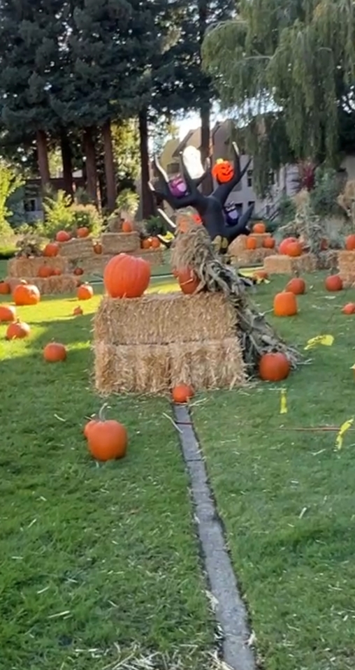 Pumpkin Patch Preview