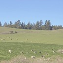 Stinson