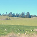 Walden